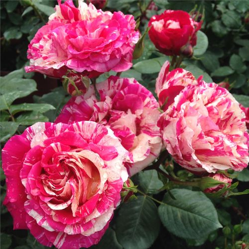 Růžová - bílá - Stromkové růže s květmi čajohybridů - stromková růže s rovnými stonky v koruně